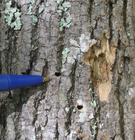D-shaped exit holes (photo by Rebecca Hargrave, Cornell Cooperative Extension)